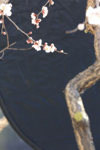 哈尔滨春天花开