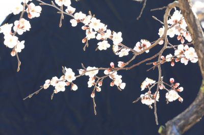 哈尔滨春天花开