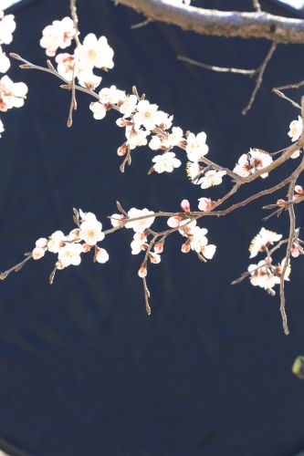 哈尔滨春天花开