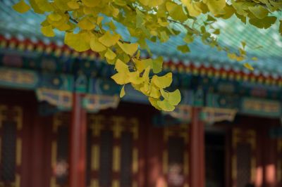 秋季的哈尔滨文庙银杏树
