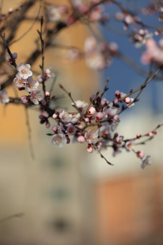哈尔滨最美的春天春花春芽