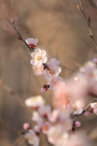 哈尔滨最美的春天春花春芽