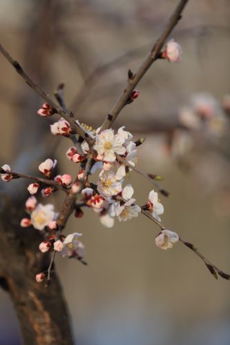 哈尔滨最美的春季春花春芽