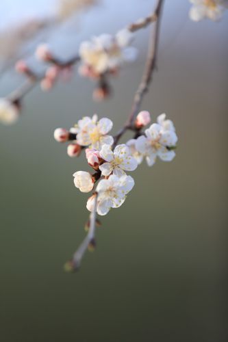 哈尔滨最美的春季春花春芽