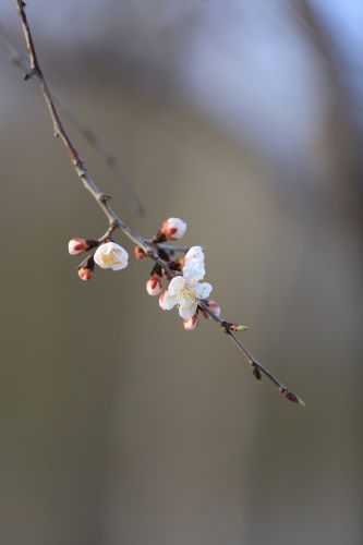 哈尔滨最美的春季春花春芽