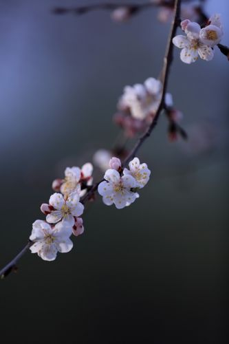 哈尔滨最美的春季春花春芽