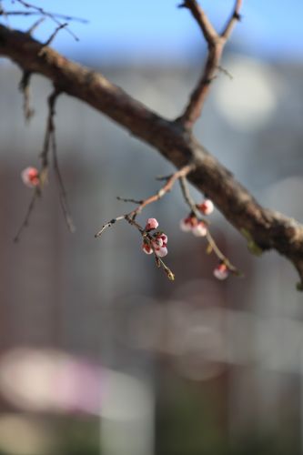 哈尔滨最美的春天（3）