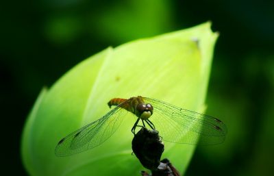 昆虫蜜蜂蜗牛蚂蚁蜻蜓蝴蝶花