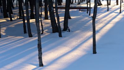 第一苗圃公园（香林公园）冬季雪景