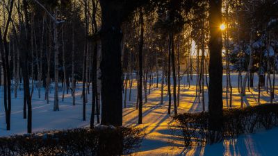 第一苗圃（香林公园）冬季雪景