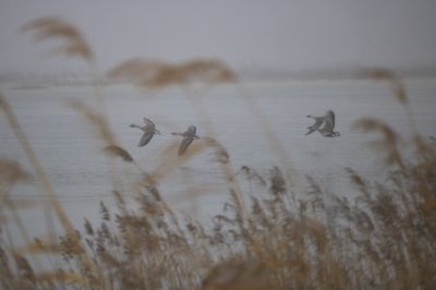 太阳岛湿地雪中飞雁