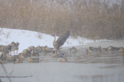 太阳岛湿地雪中飞雁