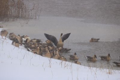 太阳岛湿地雪中飞雁