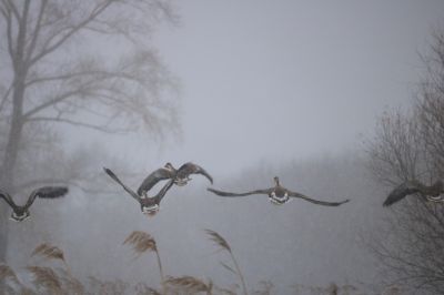 雪中湿地风光