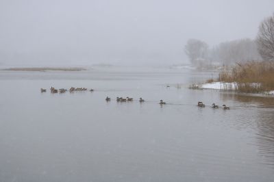 雪中湿地风光