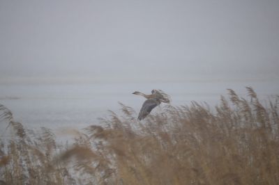 雪中湿地风光