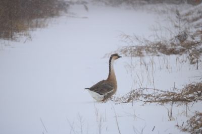 雪中湿地风光