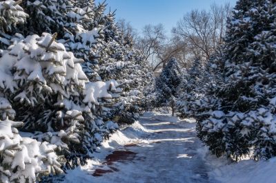 哈尔滨劳动公园冬季雪景