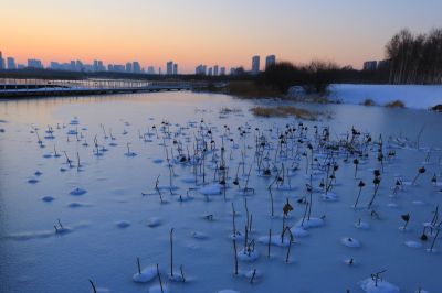 大剧院湿地雪景