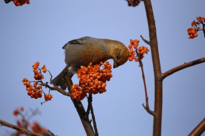 太平鸟