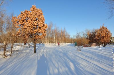 哈尔滨大剧院湿地雪景