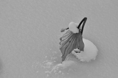 哈尔滨商业大学荷塘雪中残荷