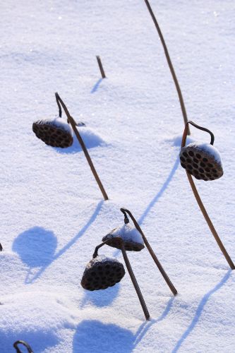 湿地雪影