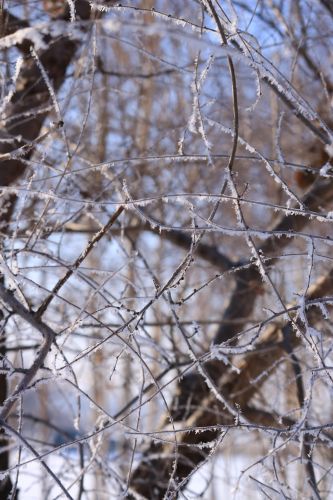 湿地雪影