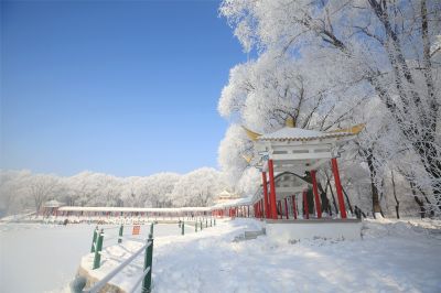玉树银花美平房公园树挂