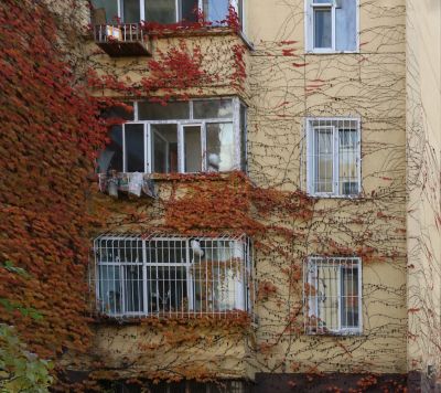 爬墙虎居民楼上的爬山虎 秋季红叶 