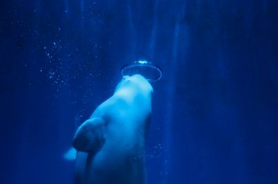 哈尔滨极地馆白鲸表演