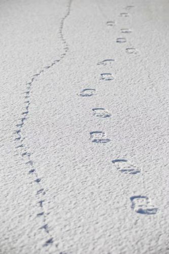 雪中足迹