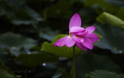 雨后荷花别样艳
