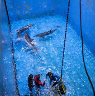 哈尔滨极地公园50℃超大温差极寒天气引进海豚
