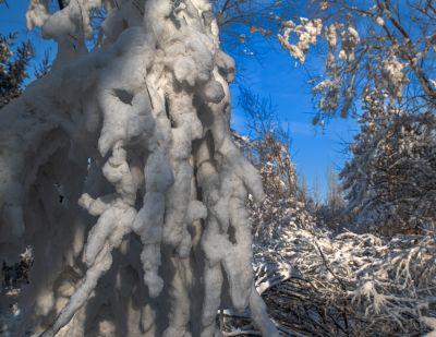 平房区树挂冰挂美景