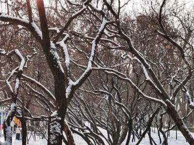 雪后的树木
