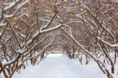 冰城雪压枝头 冬色更浓