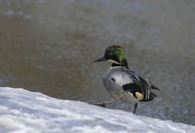 在哈尔滨越冬的野鸭