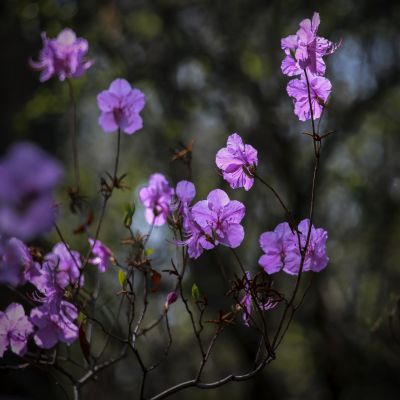 植物园杜鹃花
