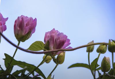 小区里的花