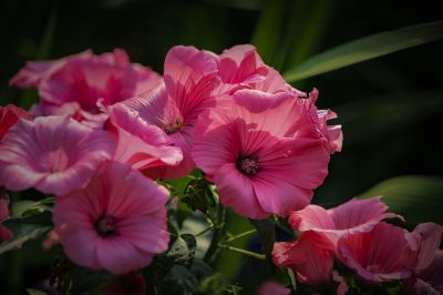 小区里的花