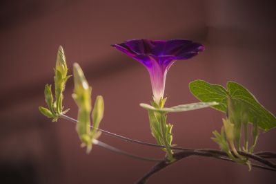 小区里的花