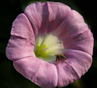 小区里的花
