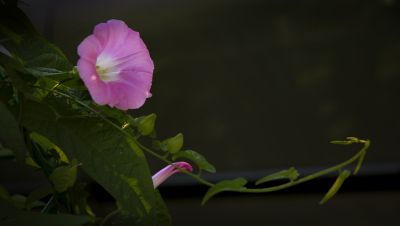 小区里的花