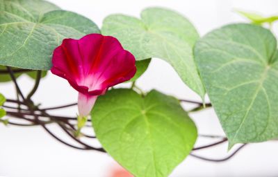 小区里的花