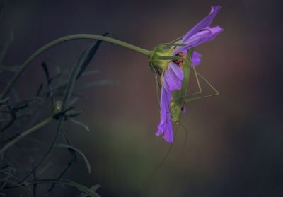 小区里的花
