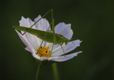 小区里的花