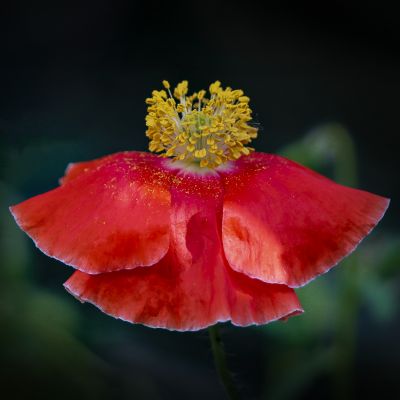 小区里的花
