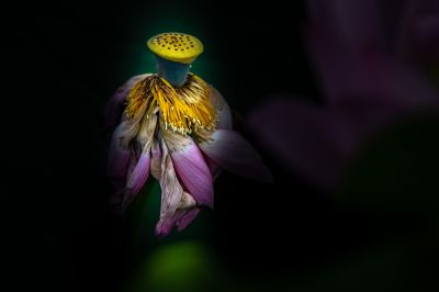 荷花小品