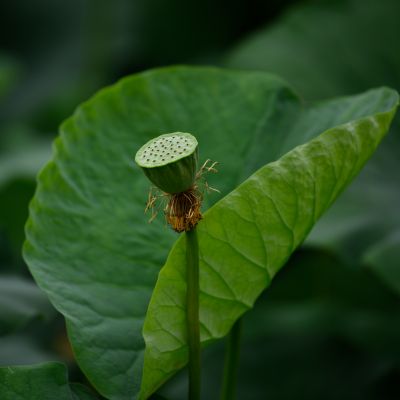 莲蓬